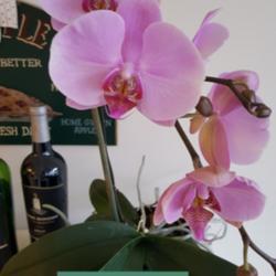 Location: Maryland
Date: Winter, 2020
Moth Orchid,  Phalaenopsis