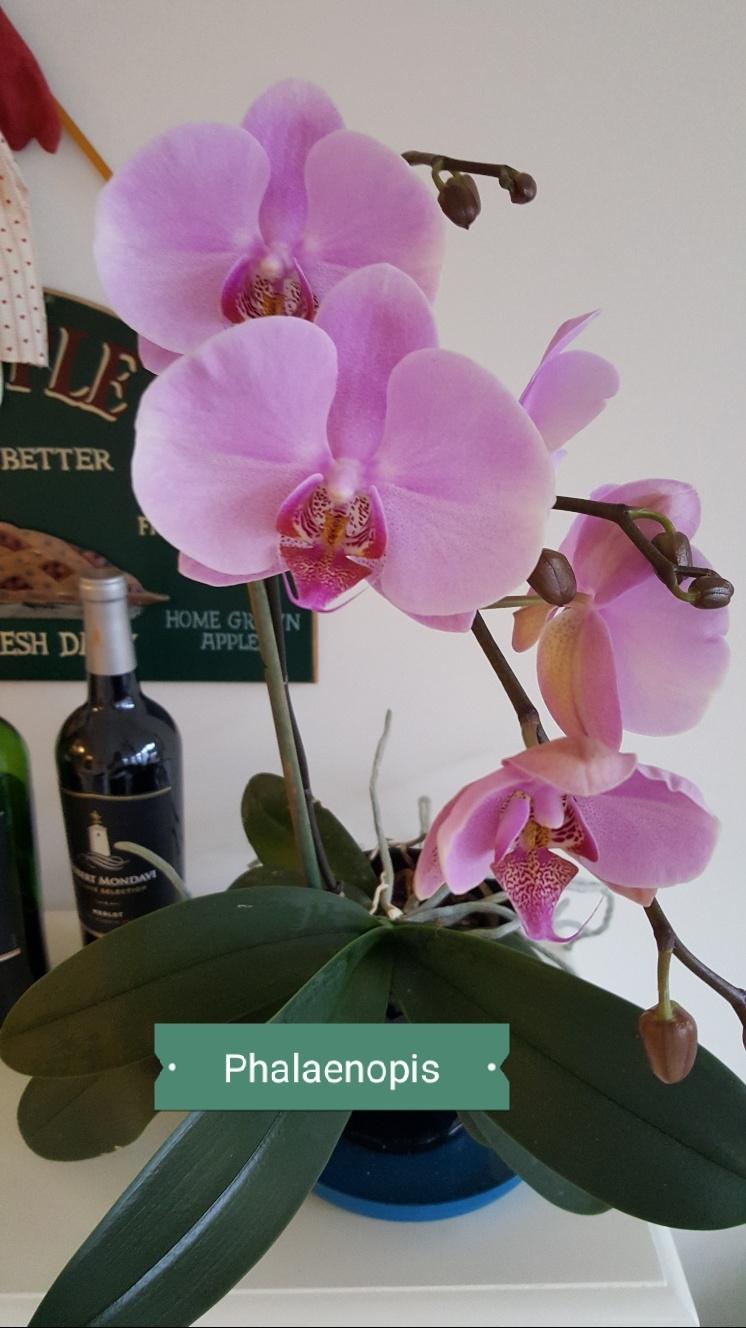 Photo of Moth Orchid (Phalaenopsis) uploaded by ECHOooooo
