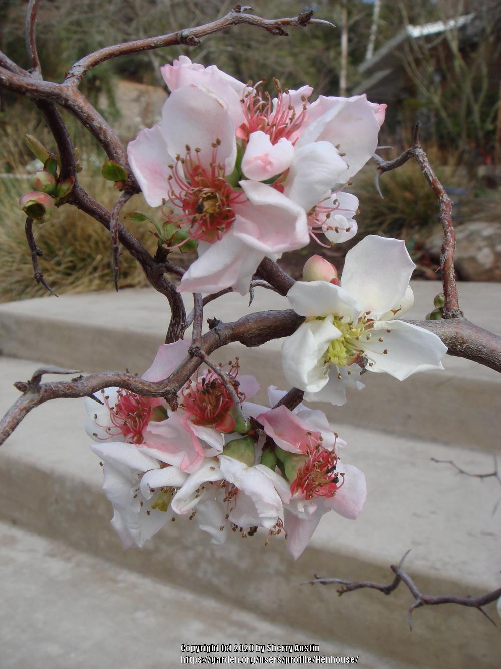 Photo of Flowering Quince (Chaenomeles 'Contorta') uploaded by Henhouse