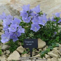 Location: RHS Harlow Carr alpine house, Yorkshire
Date: 2016-07-11