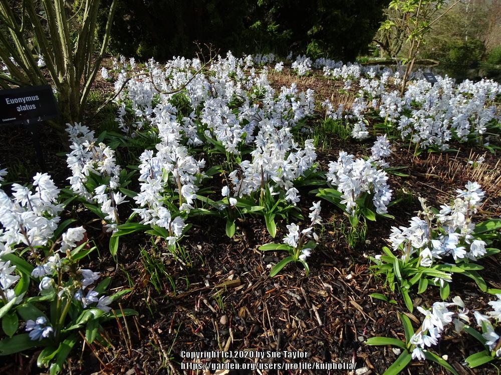 Photo of Striped Squill (Puschkinia scilloides) uploaded by kniphofia
