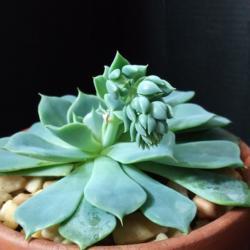 Location: My Plant Room
Date: Spring March 11th 2020
Exciting times! This Echeveria Allegra in bloom is my first succu