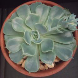 Location: My Plant Room
Date: Spring March 11th 2020 
My echeveria allegra plant maintains it's shape and is easy to ca