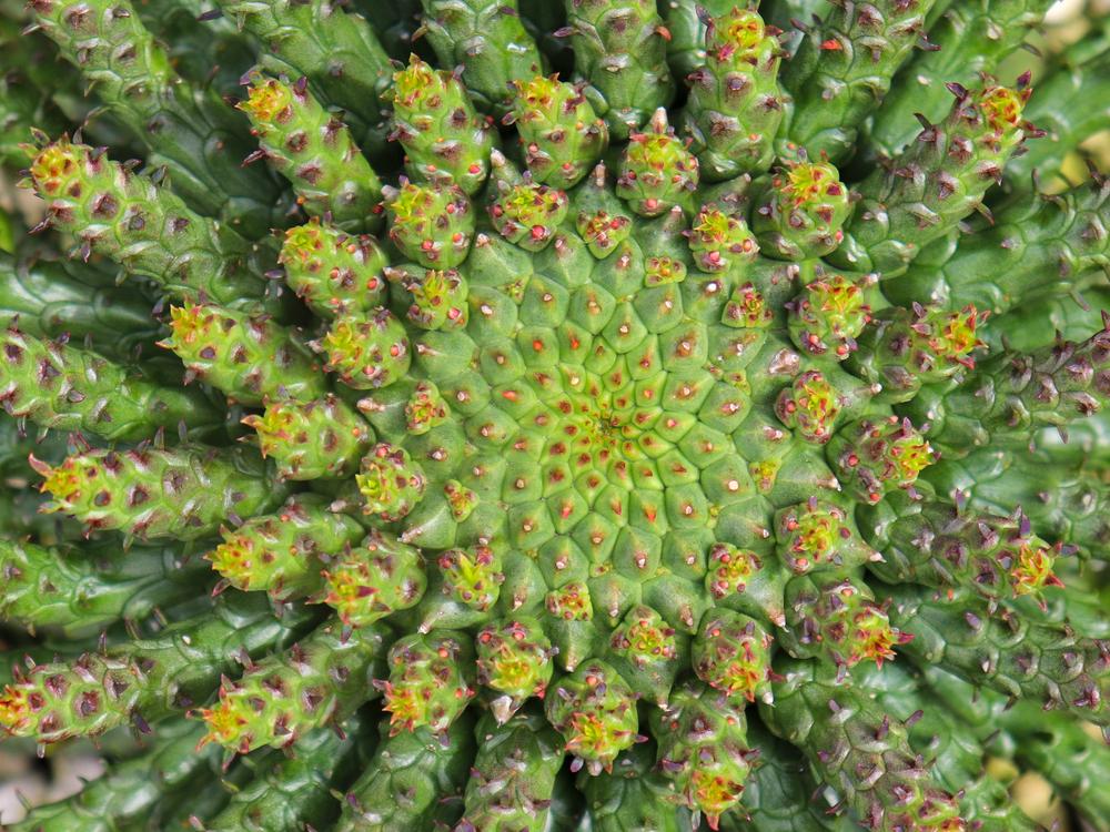 Photo of Medusa's Head (Euphorbia flanaganii) uploaded by Baja_Costero