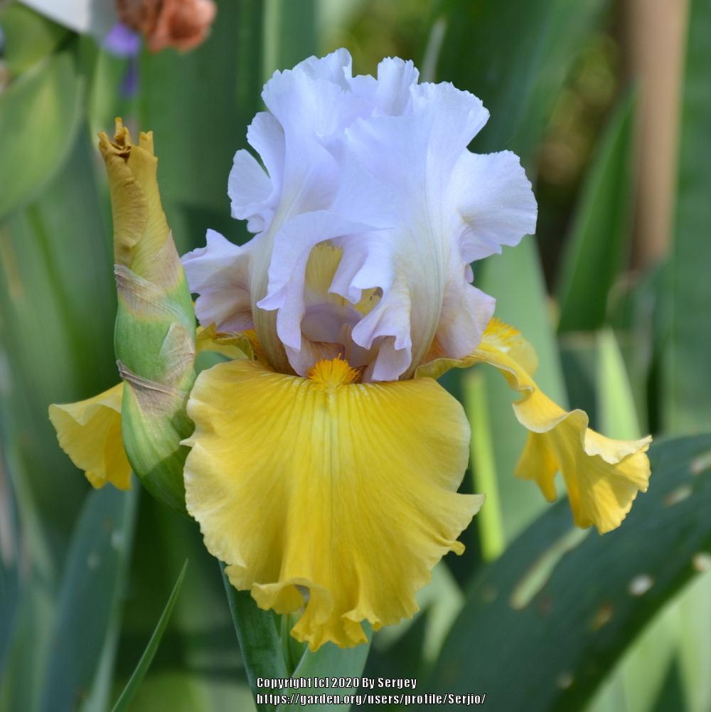 Photo of Tall Bearded Iris (Iris 'Stay Stylish') uploaded by Serjio