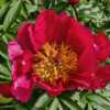 Peony Flame - No white shows at the base of the petals at this st