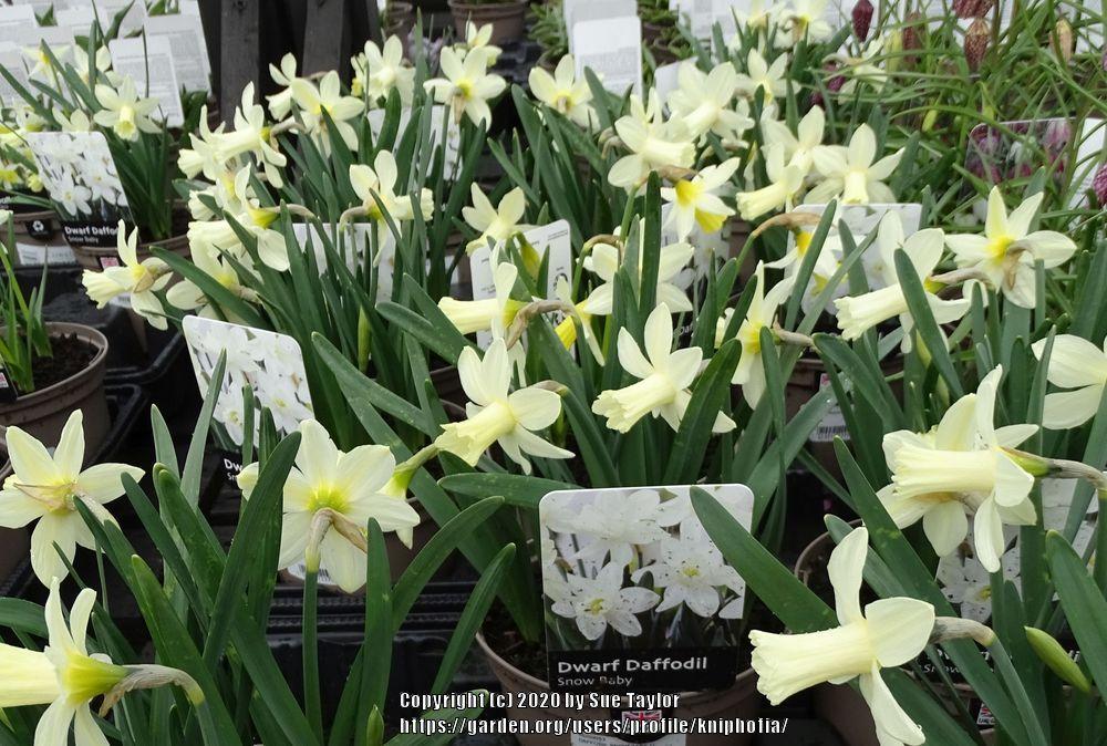 Photo of Trumpet Daffodil (Narcissus 'Snow Baby') uploaded by kniphofia