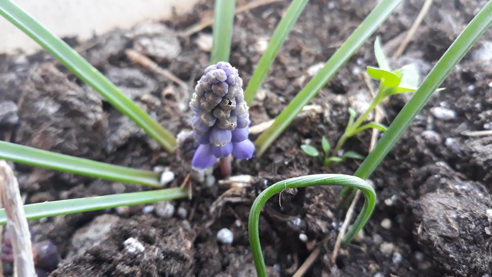 Photo of Grape Hyacinth (Muscari armeniacum) uploaded by skopjecollection