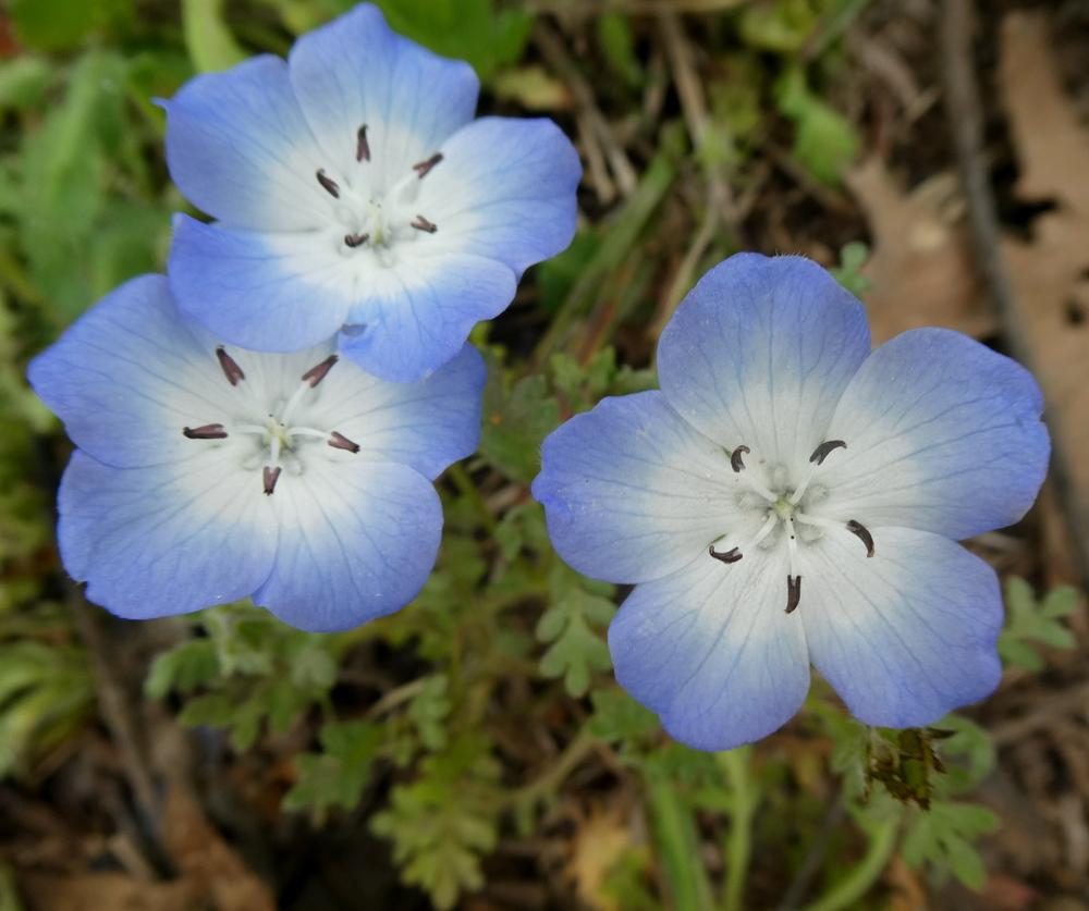 Photo of Baby Blue Eyes (Nemophila menziesii) uploaded by wildflowers