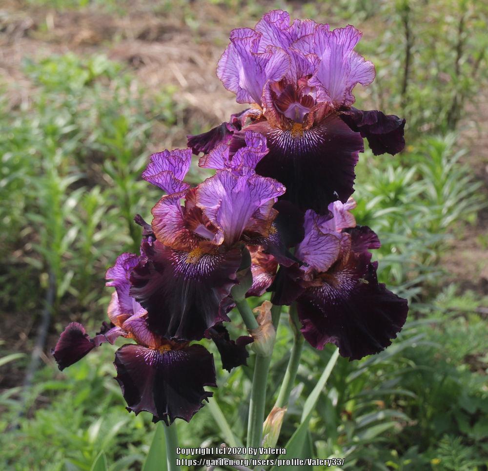 Photo of Tall Bearded Iris (Iris 'One of a Kind') uploaded by Valery33