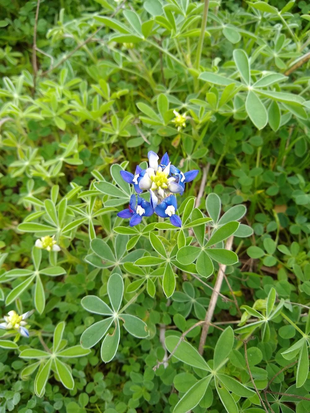 Photo of Texas Bluebonnet (Lupinus texensis) uploaded by christinereid54