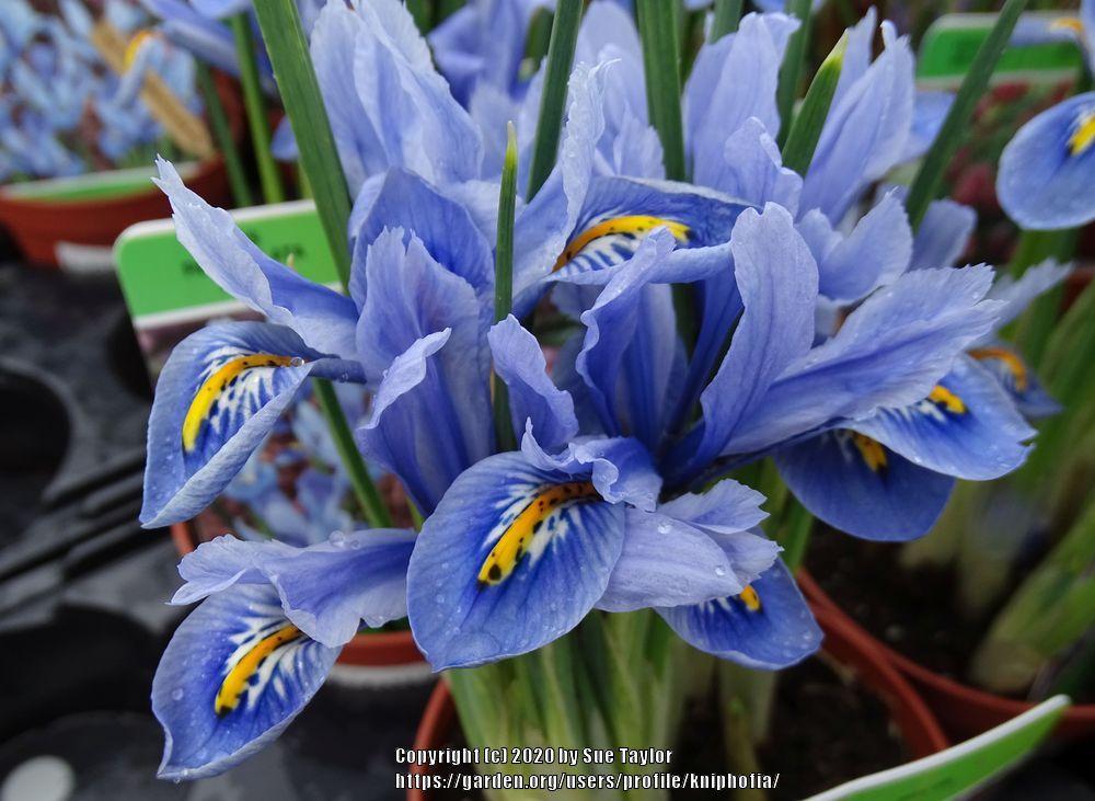 Photo of Reticulated Iris (Iris reticulata 'Alida') uploaded by kniphofia