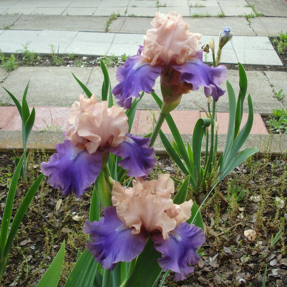 Photo of Tall Bearded Iris (Iris 'Poem of Ecstasy') uploaded by lovemyhouse