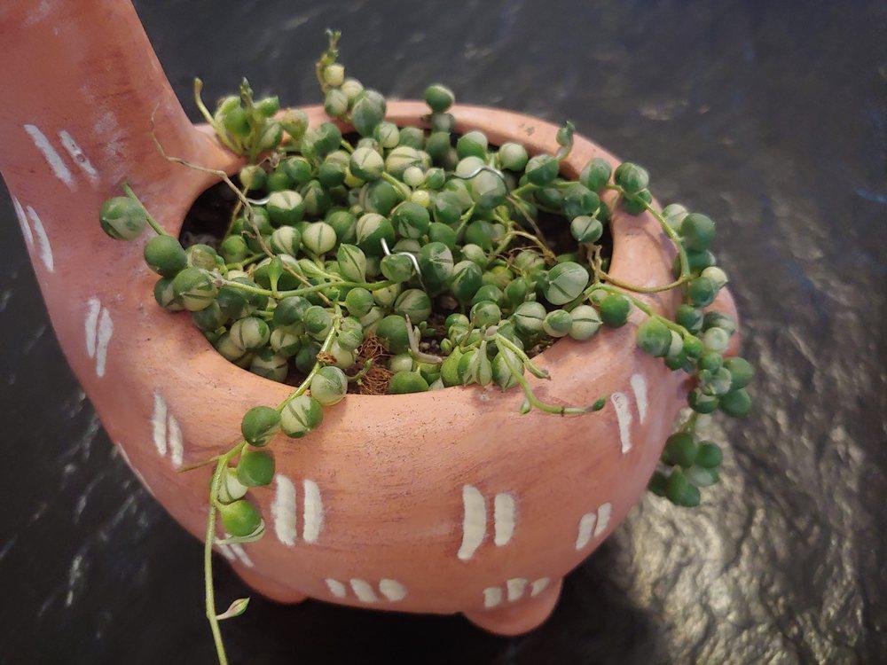 Photo of String of Pearls (Curio rowleyanus) uploaded by CatKitty