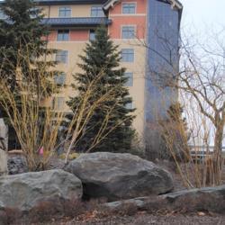 Location: Mount Airy Casino in northeast Pennsylvania
Date: 2020-03-12
two shrubs in a landscape showing bark in winter