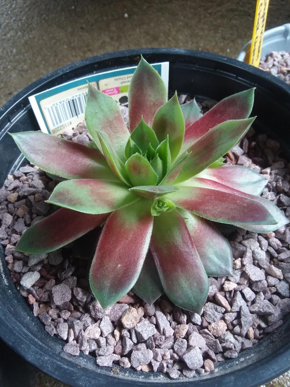 Photo of Hen and Chicks (Sempervivum 'Hopewell') uploaded by RoseA32