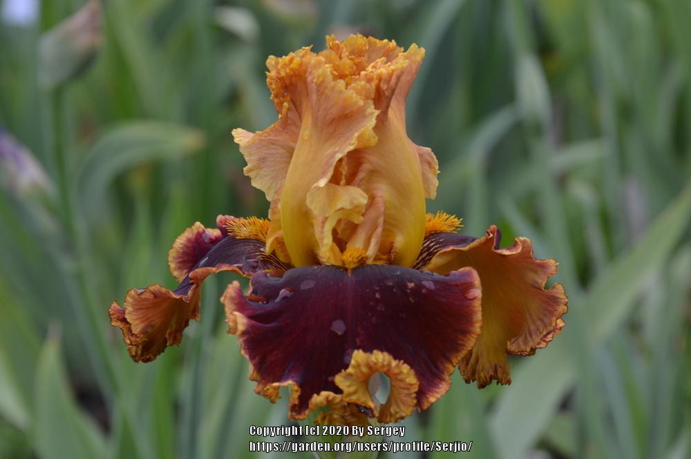 Photo of Tall Bearded Iris (Iris 'Stop the Traffic') uploaded by Serjio