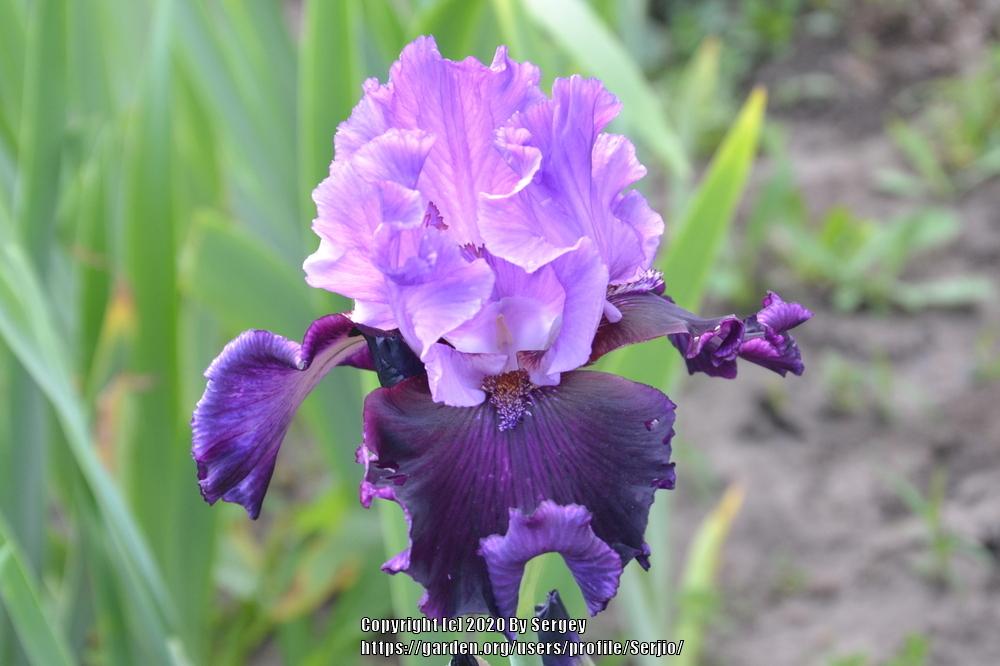 Photo of Tall Bearded Iris (Iris 'Strut') uploaded by Serjio