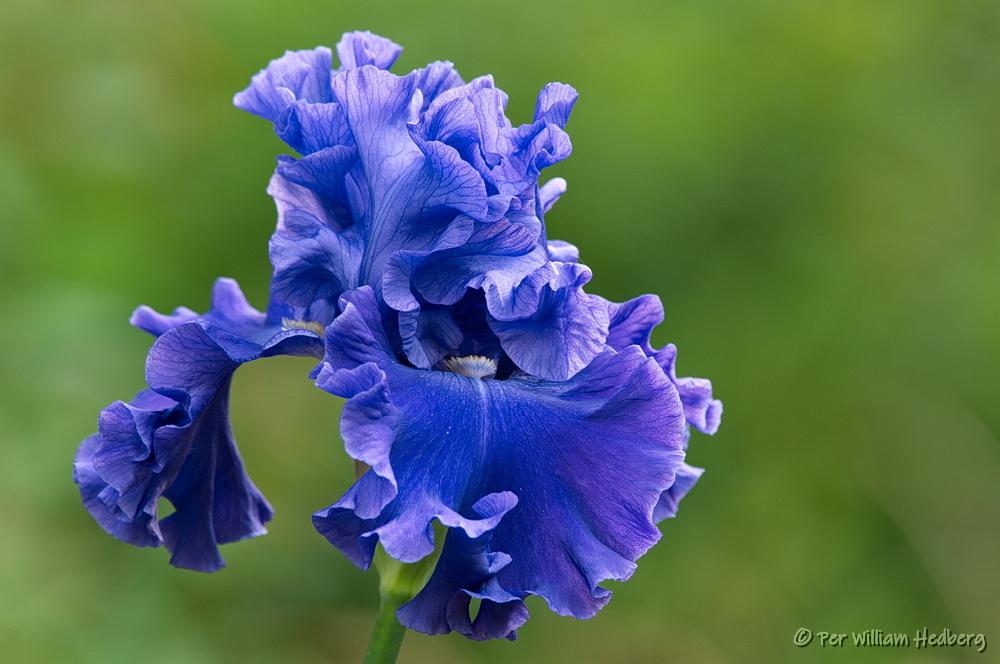 Photo of Tall Bearded Iris (Iris 'Adriatic Waves') uploaded by William