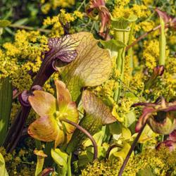 Location: Rooftop Garden at Meijer Gardens, Grand Rapids, Michigan
Date: 2019-09-24
North American pitcher plant (Sarracena) growing in a bed with go
