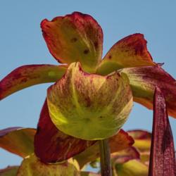 Location: Rooftop Garden at Meijer Gardens, Grand Rapids, Michigan
Date: 2019-09-24
North American pitcher plant (Sarracena) bloom (not pitcher) in f
