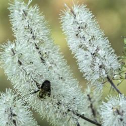 Location: Dow Gardens, Midland, Michigan
Date: 2019-09-26
Bumblebee on Chocoholic bugbane, Actaea 'Chocoholic'