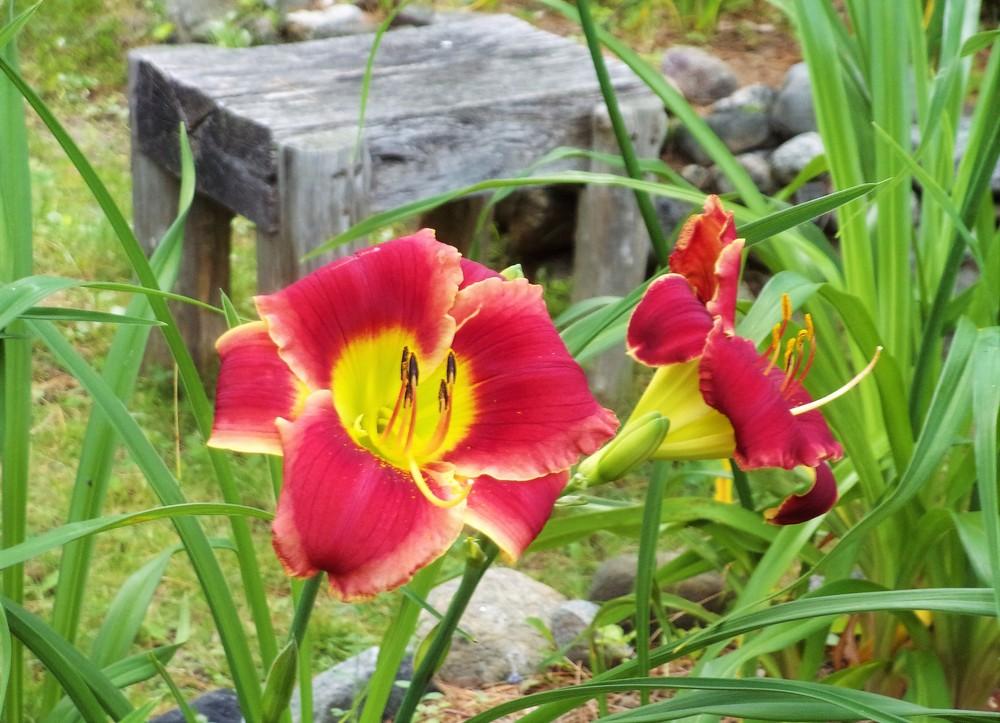 Photo of Daylily (Hemerocallis 'Roses in Snow') uploaded by celestialrose