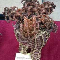 Location: San Diego, CA
Date: 2020-01-11
brag table plant, San Diego Cactus and Succulent Society, January