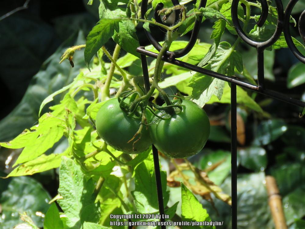 Photo of Tomato (Solanum lycopersicum 'Beefsteak') uploaded by plantladylin