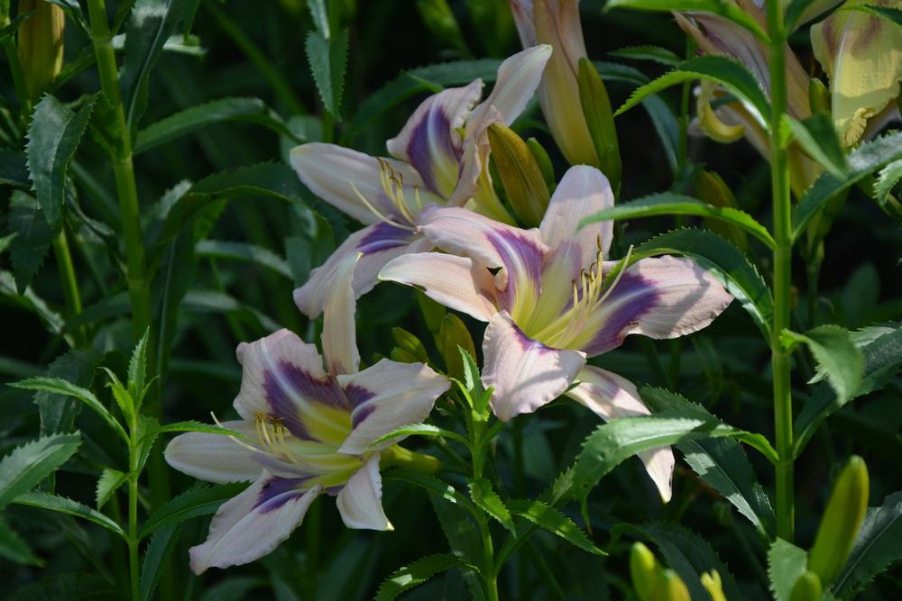 Photo of Daylily (Hemerocallis 'We Can Dance') uploaded by queerbeet