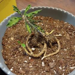 Location: Louisville
Date: 2020-02-26
Picture of plant roots before repotting.
