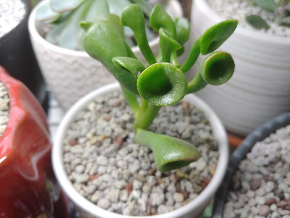 Photo of Jade Plant (Crassula ovata 'Ogre Ears') uploaded by CatKitty