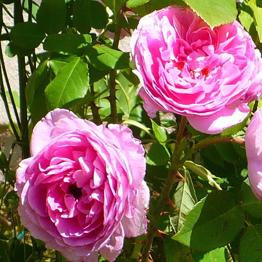 Photo of Rose (Rosa 'Gertrude Jekyll') uploaded by HemNorth