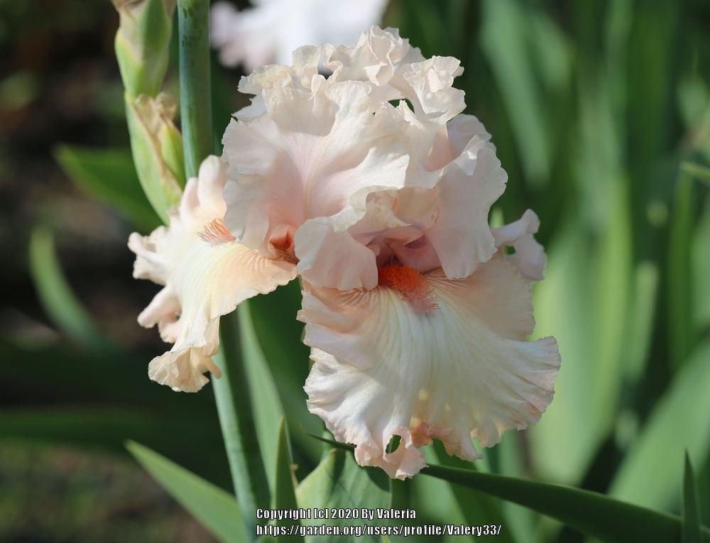 Photo of Tall Bearded Iris (Iris 'Double Platinum') uploaded by Valery33