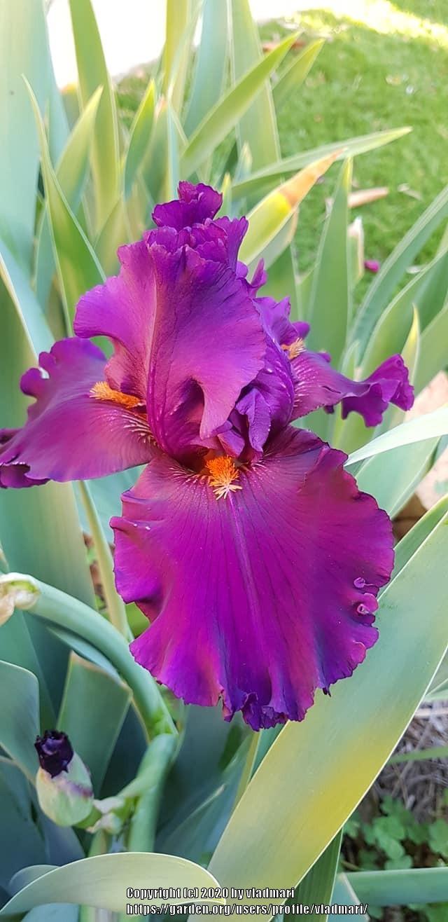 Photo of Tall Bearded Iris (Iris 'Cherry Glen') uploaded by vladmari