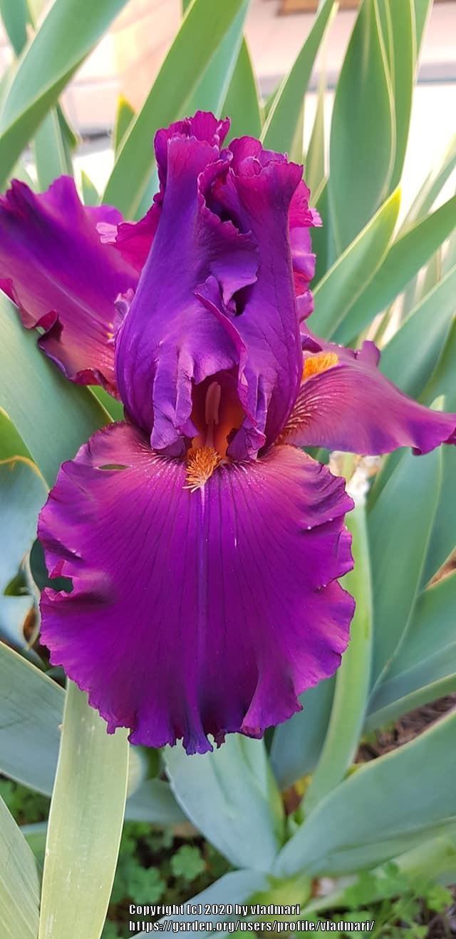 Photo of Tall Bearded Iris (Iris 'Cherry Glen') uploaded by vladmari
