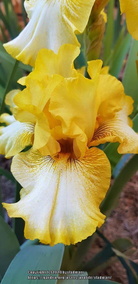 Photo of Tall Bearded Iris (Iris 'Light Beam') uploaded by vladmari