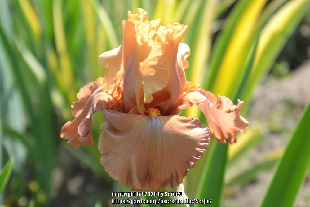 Photo of Tall Bearded Iris (Iris 'Temple of Time') uploaded by Serjio