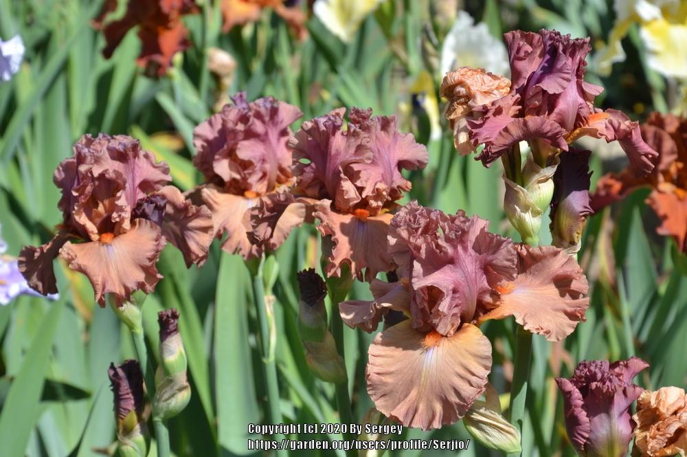 Photo of Tall Bearded Iris (Iris 'Terracotta Bay') uploaded by Serjio