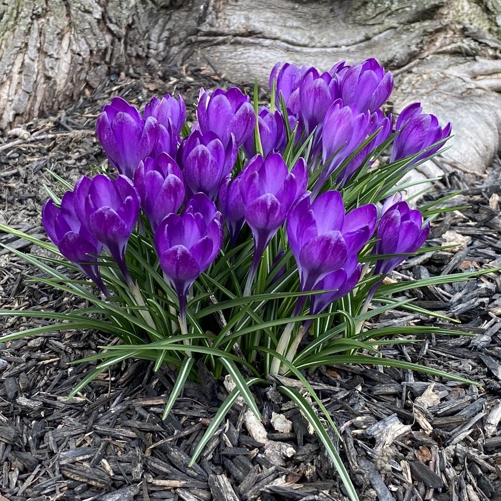 Photo of Crocus uploaded by csandt