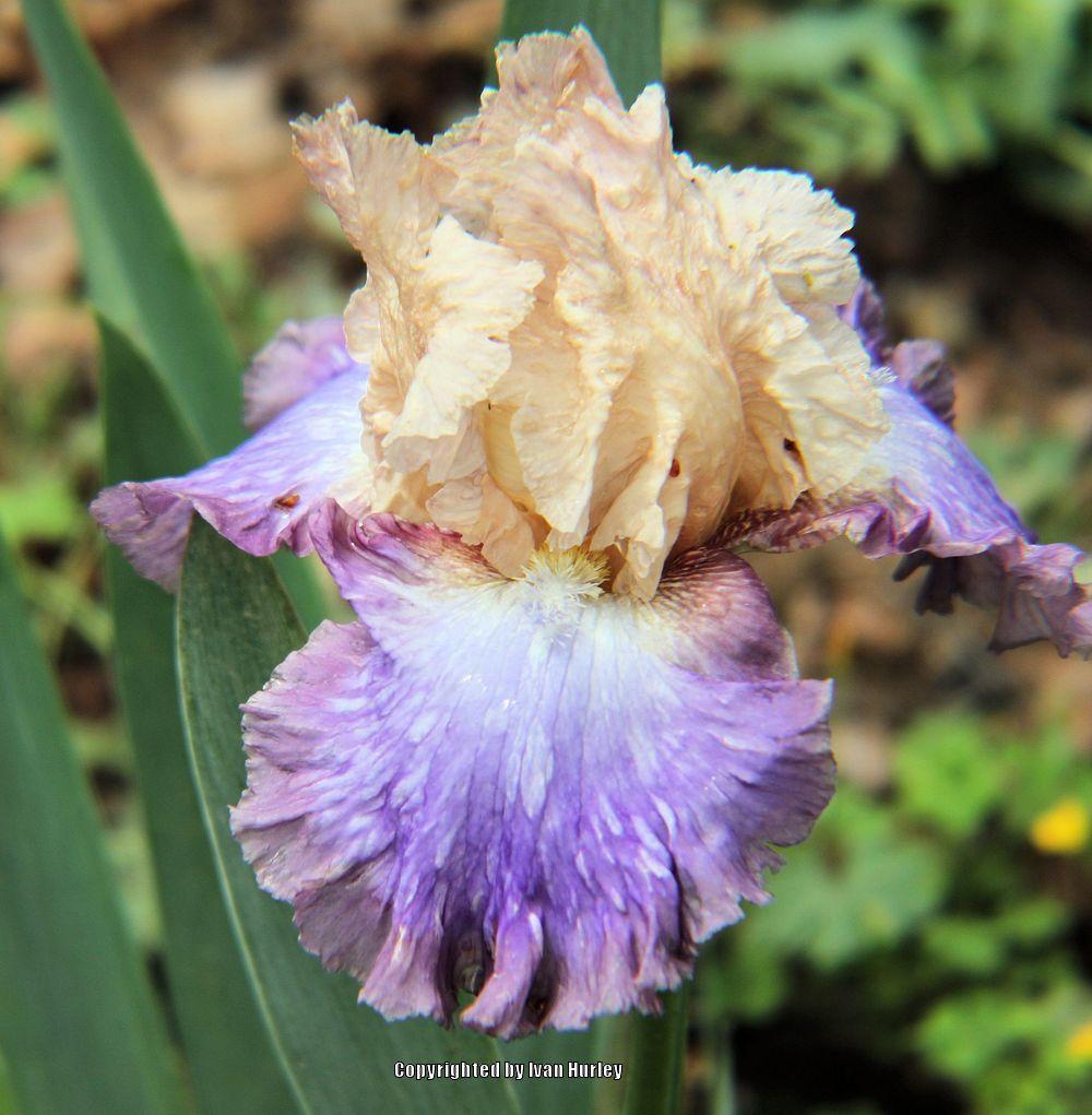 Photo of Tall Bearded Iris (Iris 'Soft Side') uploaded by Ivan_N_Tx