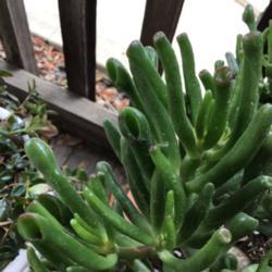 Location: CA
Date: 3/17/2020
Leaves of Jade Plant (Crassula Ovata ‘Ogre Ears’)