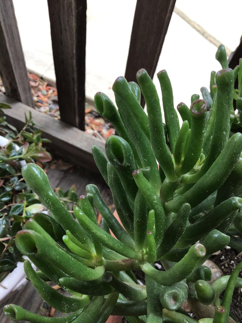 Photo of Jade Plant (Crassula ovata 'Ogre Ears') uploaded by KFredenburg
