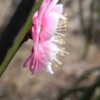 Whitish bloom w pink reverse