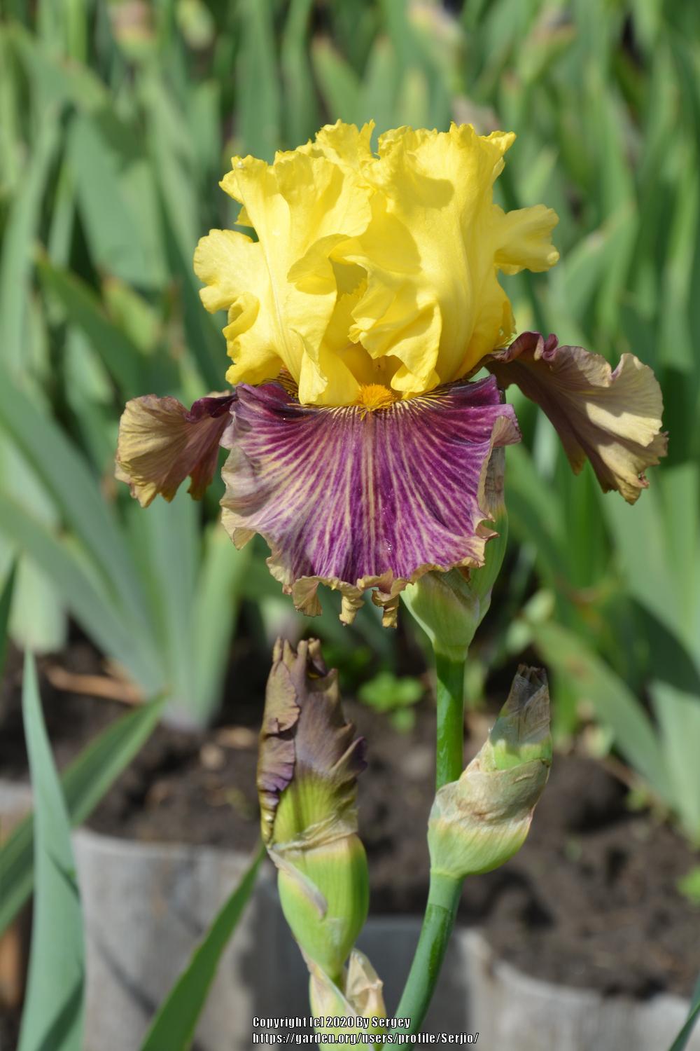 Photo of Tall Bearded Iris (Iris 'Treasure Trader') uploaded by Serjio