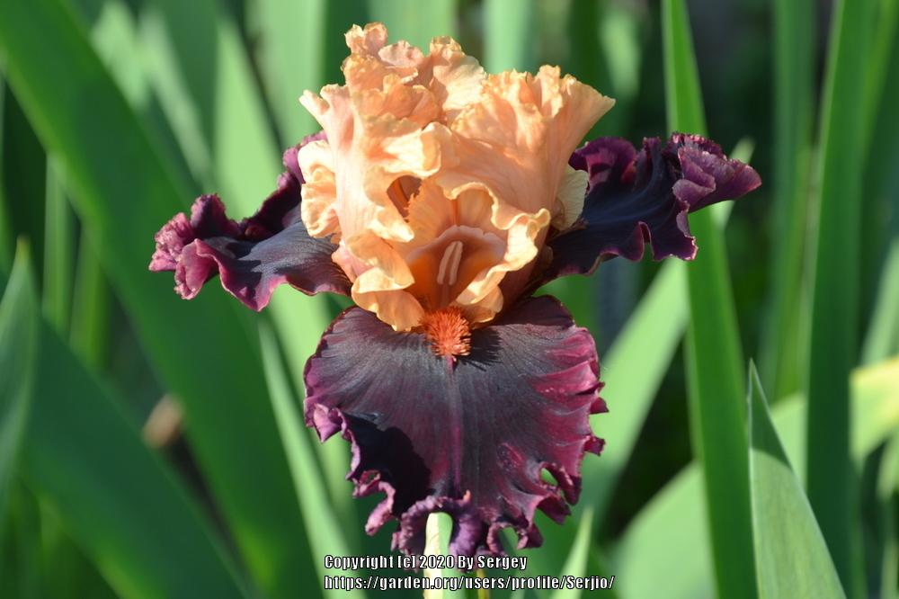 Photo of Tall Bearded Iris (Iris 'Toronto') uploaded by Serjio