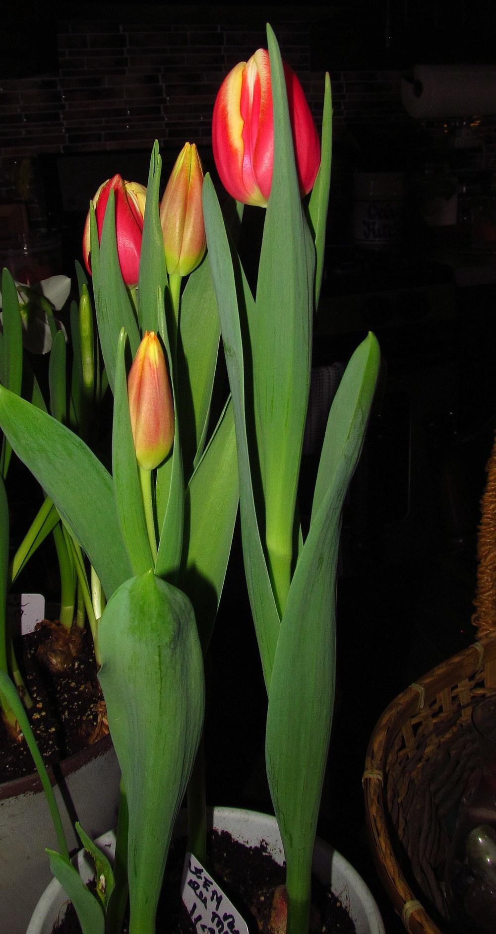 Photo of Triumph Tulip (Tulipa 'Leen van der Mark') uploaded by jmorth