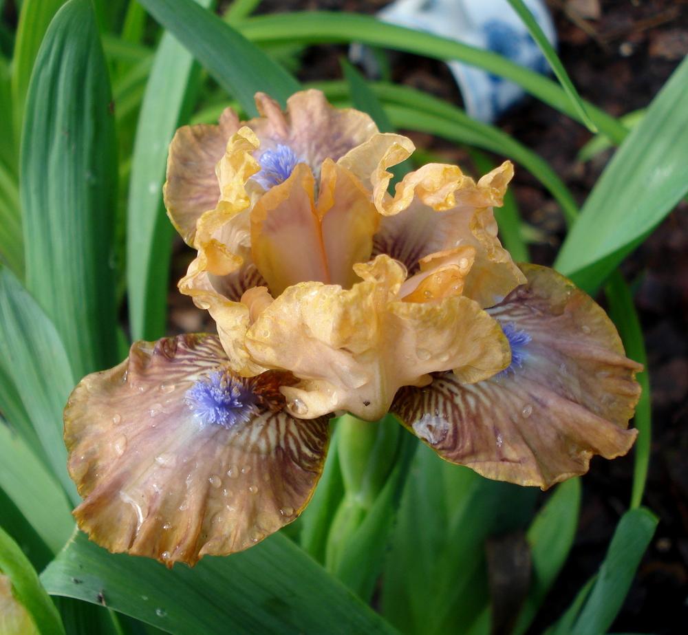 Photo of Standard Dwarf Bearded Iris (Iris 'Golden Apricot') uploaded by lovemyhouse