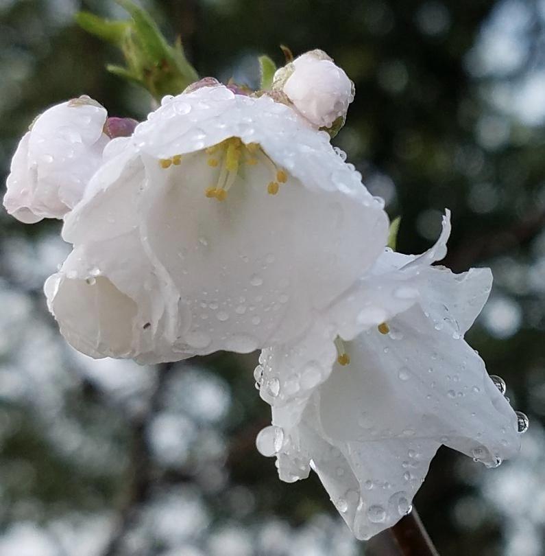 Photo of Yoshino Cherry (Prunus x yedoensis) uploaded by txtreehugger