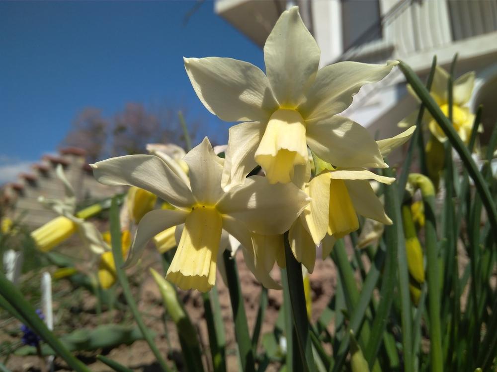 Photo of Miniature Daffodil (Narcissus 'Toto') uploaded by Nevita